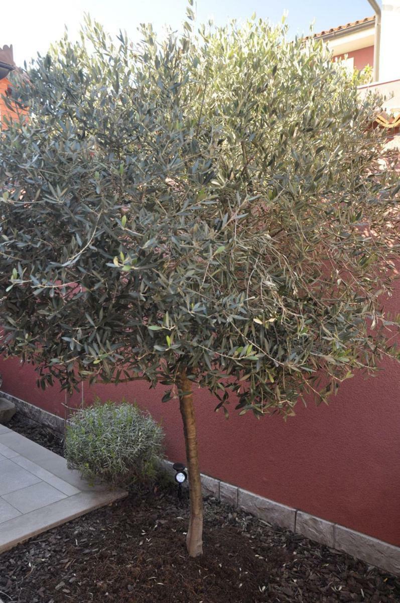 בפורטורוז Bbp Apartment מראה חיצוני תמונה
